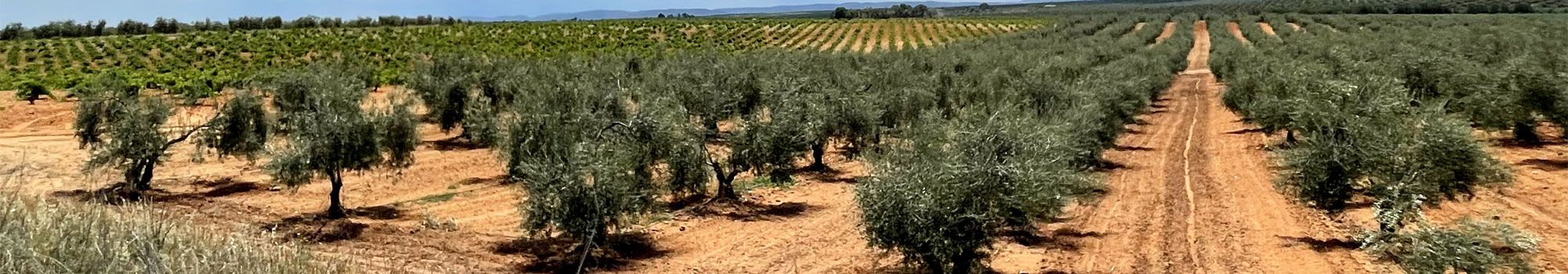 Gran oferta de solares y terrenos en Ronda. Inmobiliaria JM Casas Y Fincas en Ronda